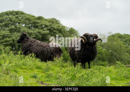 Deux moutons des Hébrides avec des toisons sombres pâturant sur une colline verdoyante dans Cumbria, Lake District Banque D'Images