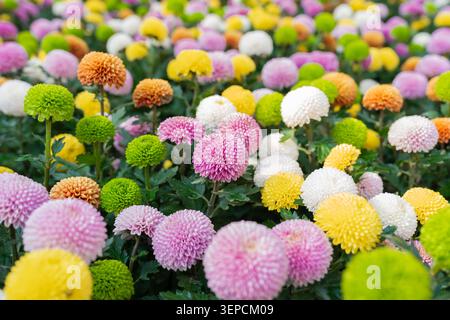 Champ coloré de pompon Dahlias le matin au parc. Belle fleur de pompon. Banque D'Images