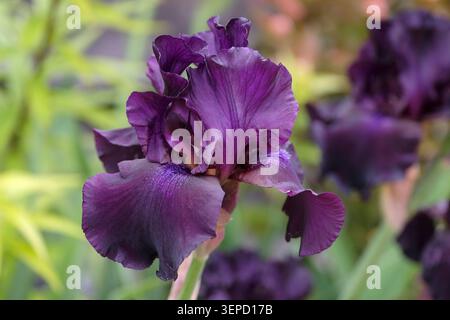 Iris germanica barbu violet foncé « Superstition » en fleur. Banque D'Images