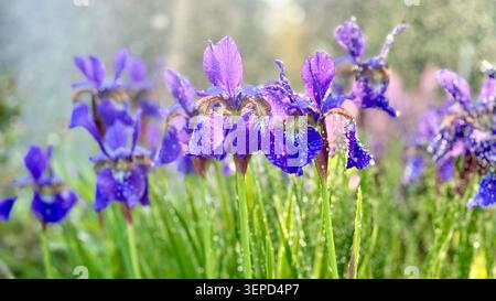 Iris violet au soleil après la pluie Banque D'Images