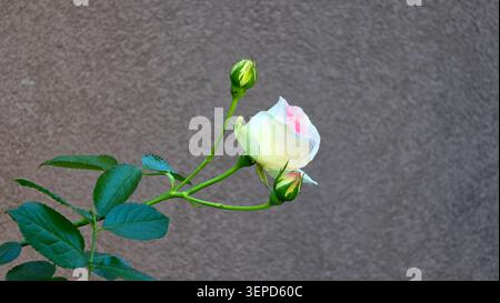 Une vue latérale d'une délicate fleur de rose d'eden blanche avec un centre rose clair pousse sur une tige verte mince à côté de deux boutons floraux fermés et dentelés Banque D'Images