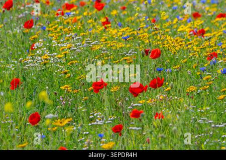 Mélange de fleurs sauvages colorées, de coquelicots rouges, de bleuets et de fleurs de camomille fleurissant dans la prairie au printemps / été Banque D'Images