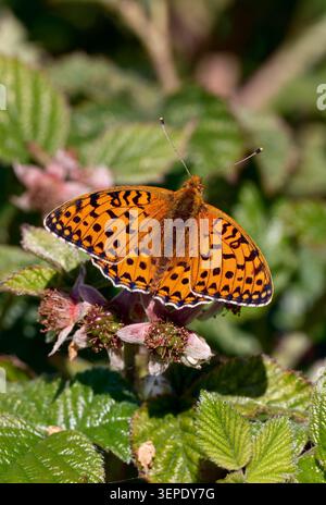 Mâle fritillaire vert foncé. Stockbridge Down, Stockbridge, Hampshire, Angleterre. Banque D'Images