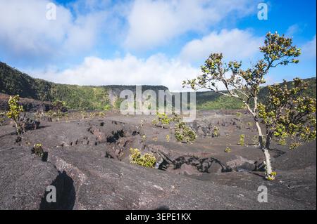 Plancher de cratère volcanique recouvert de lave noire durcie avec végétation indigène régénérant sous ciel bleu, Big Island, Hawaï, États-Unis Banque D'Images