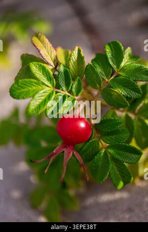 Rose rouge vif hanche baie sur branche feuillue verte, macro photographie rapprochée de fruit rose sauvage. Banque D'Images