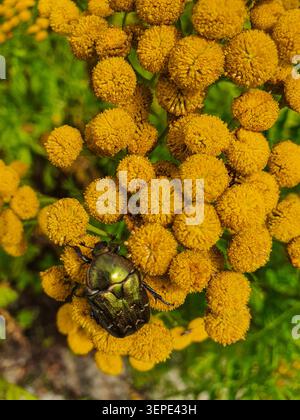 Coléoptère chafer rose vert irisé sur fleurs jaunes de tanaisie dans la prairie d'été, macro-photographie en gros plan. Banque D'Images