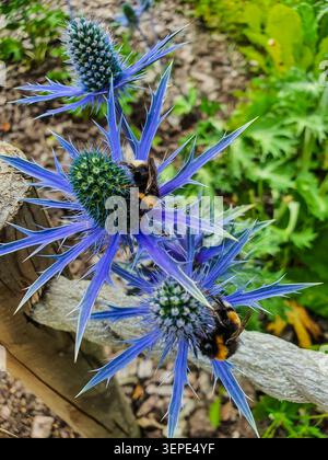 Deux bourdons collectant le nectar sur les fleurs de houx de mer épi bleu Eryngium dans le jardin d'été, macro-photographie en gros plan. Banque D'Images