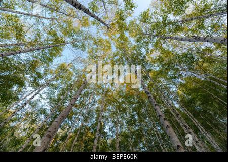 Regarder jusqu'à Bird Forest avec l'écorce blanche et le feuillage vert et jaune luxuriant vibrant pendant la saison d'automne Banque D'Images