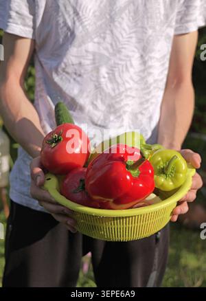 Personne tenant un panier rempli de tomates biologiques fraîchement cueillies, de poivrons et de concombres, symbolisant un mode de vie sain et une agriculture durable Banque D'Images