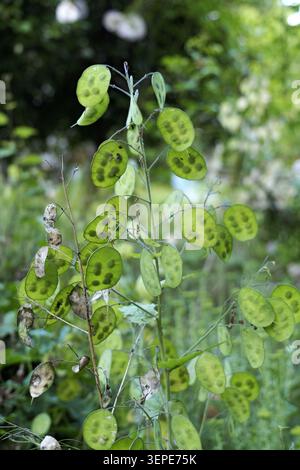 Lunaria annua. Communément appelé plante d'honnêteté ou plante d'argent. Affichant son vert distinctif. Plat. Gousses de graines de forme ovale avec graines visibles. Growi Banque D'Images