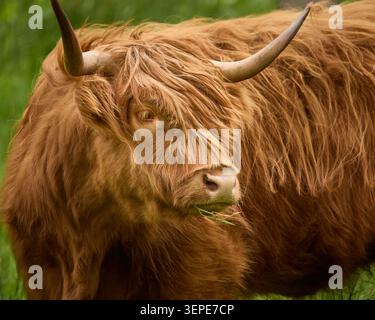 Portrait en gros plan d'une curieuse vache des Highlands avec une frange déchirante et une expression humoristique, Écosse, Royaume-Uni Banque D'Images