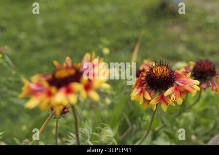 Fleurs de Gaillardia affichant des pétales rouges et jaunes vibrants avec un centre sombre, poussant naturellement dans un jardin vert luxuriant sous la lumière naturelle, symboliz Banque D'Images