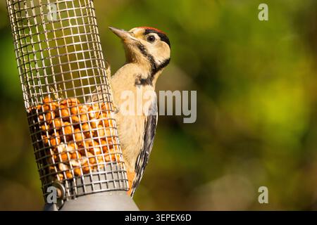 Grand pic tacheté (Dendrocopos major) sur une mangeoire d'oiseaux arachides dans le sud de l'Angleterre Banque D'Images