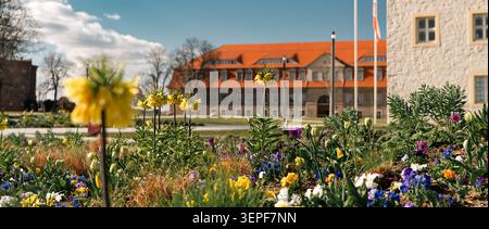Erfurt, Allemagne - 27 mars 2026. Fleurs de printemps colorées fleurissant dans un jardin à Petersberg Citadelle avec des bâtiments historiques, toit rouge, ciel bleu, et Banque D'Images