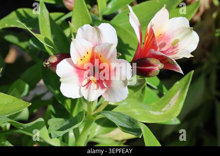 Alstroemeria Inca Lucky ('Koncalucky'PBR) (Série Inca). Gros plan d'une fleur de lys péruvienne blanche avec un centre rose-jaune et des marques vertes. Taches brunes Banque D'Images