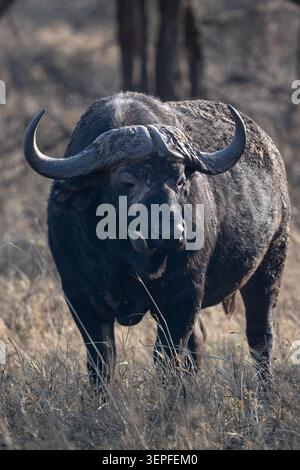 Gros plan d'un buffle africain avec un pic à bec rouge se nourrissant près de sa narine dans le Serengeti, Tanzanie. Banque D'Images