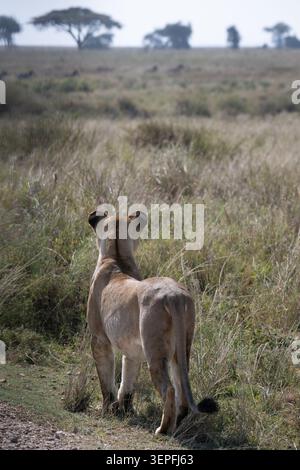 Lionne vue de derrière scannant les plaines du Serengeti, avec des acacia et une faune lointaine visible à travers la savane en Tanzanie. Banque D'Images