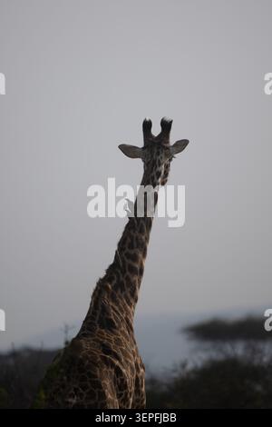 Girafe réticulée vue de derrière avec des pics-boeufs sur son cou, silhouette contre le ciel lumineux dans le Serengeti, Tanzanie. Banque D'Images