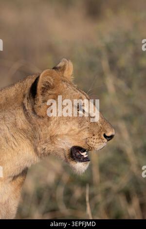 Profil latéral en gros plan d'un jeune lion africain dans la lumière chaude du soir avec un flou d'arrière-plan doux dans l'écosystème du Serengeti, Tanzanie. Banque D'Images