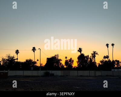 Palmiers silhouettés contre un ciel coloré de coucher de soleil à Chandler, Arizona, États-Unis. Banque D'Images
