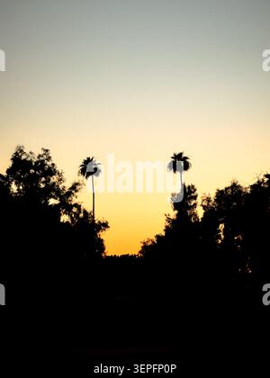 Palmiers silhouettés contre un ciel coloré de coucher de soleil à Chandler, Arizona, États-Unis. Banque D'Images