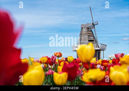 Journée ensoleillée sur un champ de tulipes coloré avec un moulin à vent hollandais classique en Hollande, Michigan Banque D'Images