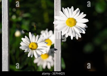Gros plan avec mise au point sélective d'une fleur de camomille ensoleillée éclatante contrastant avec des barres de fer en acier avec un arrière-plan flou doux. Belle épicerie Banque D'Images