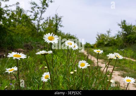 Les fleurs vibrantes de Leucanthemum vulgare bordent un chemin de terre dans un environnement verdoyant, signalant l'arrivée du printemps au milieu d'un ciel couvert. Banque D'Images