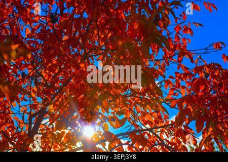 Des feuilles d'automne rouges éclatantes remplissent le cadre contre le ciel bleu, avec la lumière dorée du soleil éclatant à travers les branches. Feuillage d'automne chaud crée un superbe co Banque D'Images