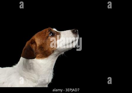 Jack Russell Terrier portrait de profil en gros plan regardant vers le haut sur fond noir, prise en studio Banque D'Images