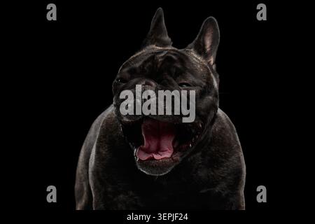 Portrait gros plan bouledogue français sombre brindé bâillant avec bouche large ouverte sur fond noir, plan studio Banque D'Images