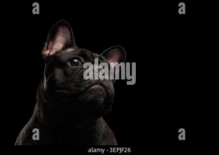 Portrait gros plan du bouledogue français foncé regardant vers le haut sur fond noir, prise de vue en studio Banque D'Images