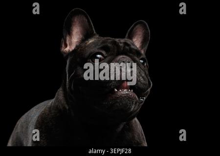 Portrait en gros plan de bouledogue français sombre Brindle avec bouche ouverte sur fond noir, prise de vue en studio Banque D'Images