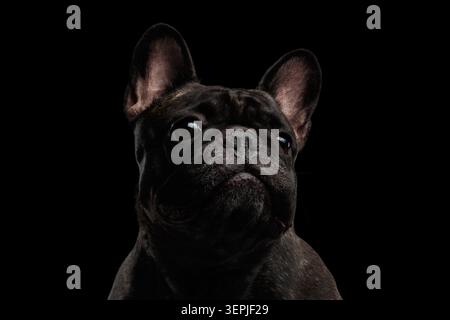 Portrait gros plan du bouledogue français sombre brindé regardant de côté sur fond noir, prise de vue en studio Banque D'Images