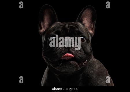 Portrait gros plan du bouledogue français foncé avec languette sur fond noir, prise de vue en studio Banque D'Images