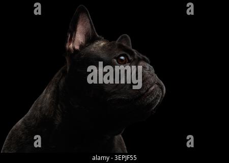 Portrait gros plan du bouledogue français foncé, vue de trois quarts, vue en bas sur fond noir, prise en studio Banque D'Images