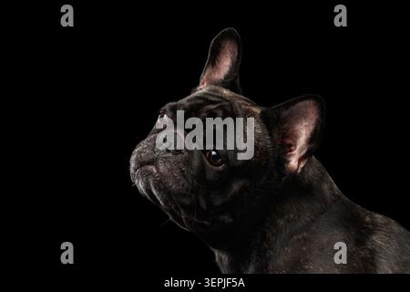 Portrait en gros plan de bouledogue français foncé brindé en vue de trois quarts sur fond noir, prise de vue en studio Banque D'Images