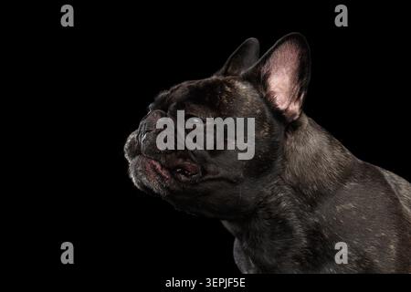 Portrait de profil gros plan de Bulldog français sombre brindle avec bouche ouverte sur fond noir, prise de vue en studio Banque D'Images