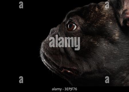 Portrait en gros plan de profil de Bulldog français sombre brindé avec un éclairage spectaculaire sur fond noir, prise de vue en studio Banque D'Images