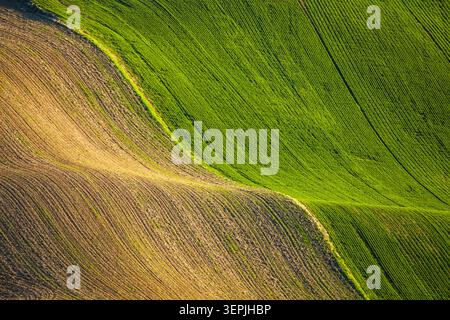Champ agricole luxuriant vert et brun Banque D'Images