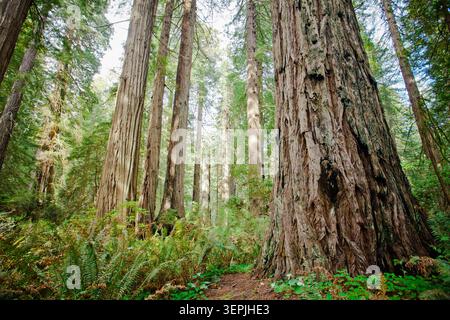 Vue en bas angle de l'imposante forêt de séquoias Banque D'Images