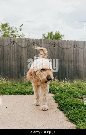 Heureux Goldendoodle chien marche dans la cour arrière le jour venteux Banque D'Images