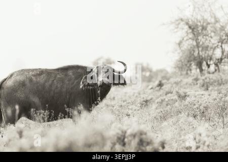Buffle africain paissant et regardant vers la caméra Banque D'Images