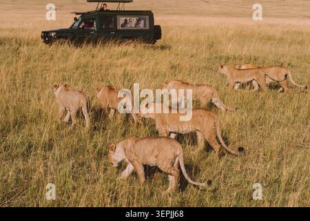 Fierté du lion marchant dans la savane à côté d'un véhicule de safari Banque D'Images