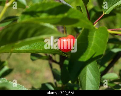 Cerise rouge mûre unique accrochée à la branche cachée parmi le leav vert Banque D'Images