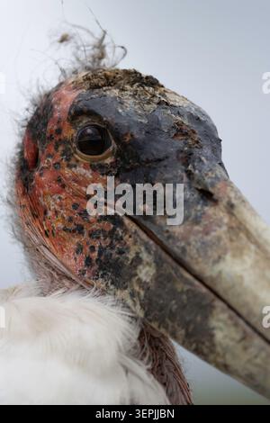 Gros plan extrême d'Une cigogne Marabou Banque D'Images