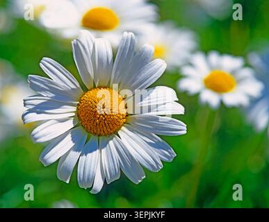 La marguerite blanche, la Lune (Daisy Chrysanthemum leucanthemum Leucanthemum vulgare), fleurs, Banque D'Images