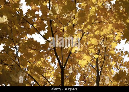 une belle feuille d'automne jaune contre un ciel bleu clair, arbre d'automne, feuilles dans la lumière du soleil, objet solitaire sur fond blanc Banque D'Images