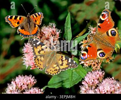 Au milieu de l'été, vous pouvez voir le papillon de chardon (Vanessa cardui), le petit écaille de tortue (Aglais urticae) et le papillon de paon européen (Inachis io) ensemble sur Agrimony de chanvre en fleurs (Eupatorium canabinum). Allemagne Banque D'Images
