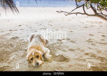 Chien errant sur une plage aux Seychelles Banque D'Images